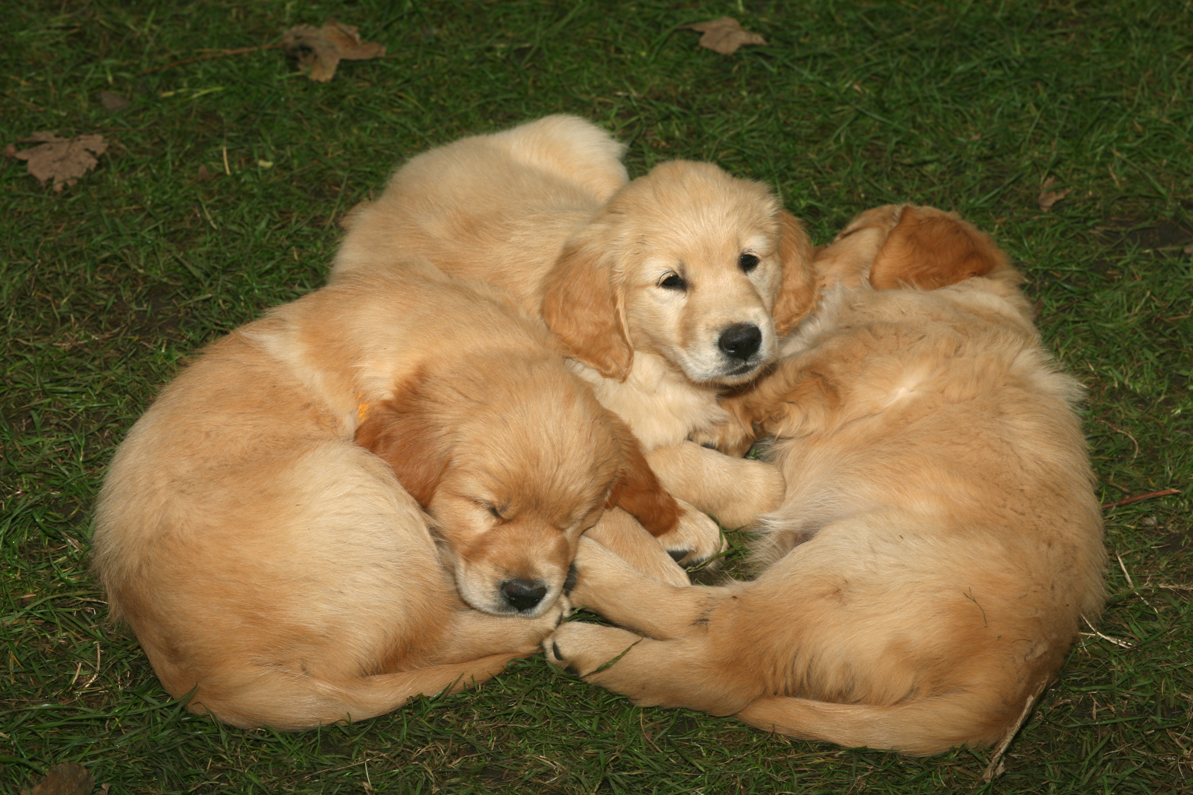 Puppies cuddling