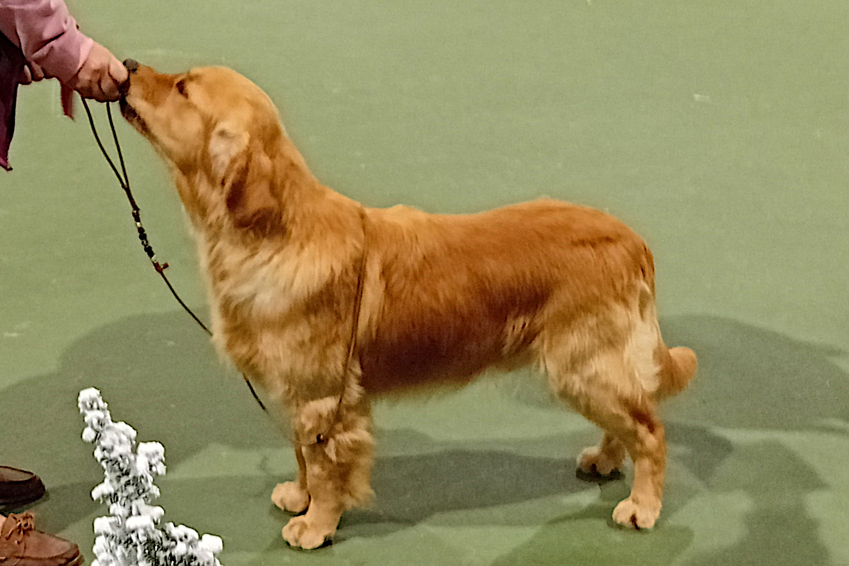 Poldark winning junior dog